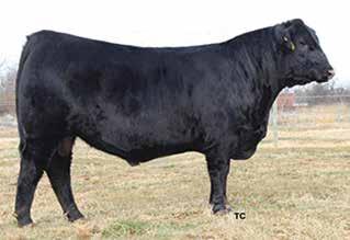 Consigned by Hereford Hollow Farm, Joel and Amanda Blevins, 276-759-1675 55 HEIFER Locust Hill Farm Commercial Heifers (4 heifers) Locust Hill Farm is once again offering four (4) top baldy heifer