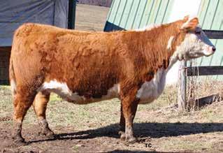 32 D39 was bred June 10, 2017, to UPS Sensation 2504 ET (P43347360) and will calve before sale day. Consigned by Meadow Ridge Farm Inc.