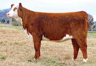 14 MRF LADY Z1 E73 P43821181 Calved: March 9, 2017 Tattoo: LE E73 MOHICAN TOP SHELF Z1 {CHB}{DLF,HYF,IEF} P43296700 MOHICAN CARMEL 6X {DLF,HYF,IEF} TDP VINTAGE 402U ET {SOD}{CHB}{DLF,HYF,IEF} MOHICAN