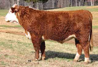 06 Ascender is a TH 122 71I Victor 719T son out of our proven and best cow Faith 0X12. See her picture in the ad in this catalog. Eye appeal and more. His flushmate sells as Lot 21.