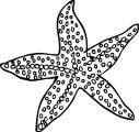 Starfish eat animals such as mussels by prizing open their shells with their