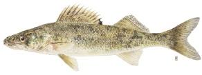 Predicting M for walleye Mean total length (mm) 800 600 400 200 maturation L M 430 mm h = 0.03 GDD mm/yr Assume slowest growth approximates unexploited state (i.e., high density) 0 0 5 10 15 20 25 30 35 Thermal age M = M = 2 h h + L m 0.
