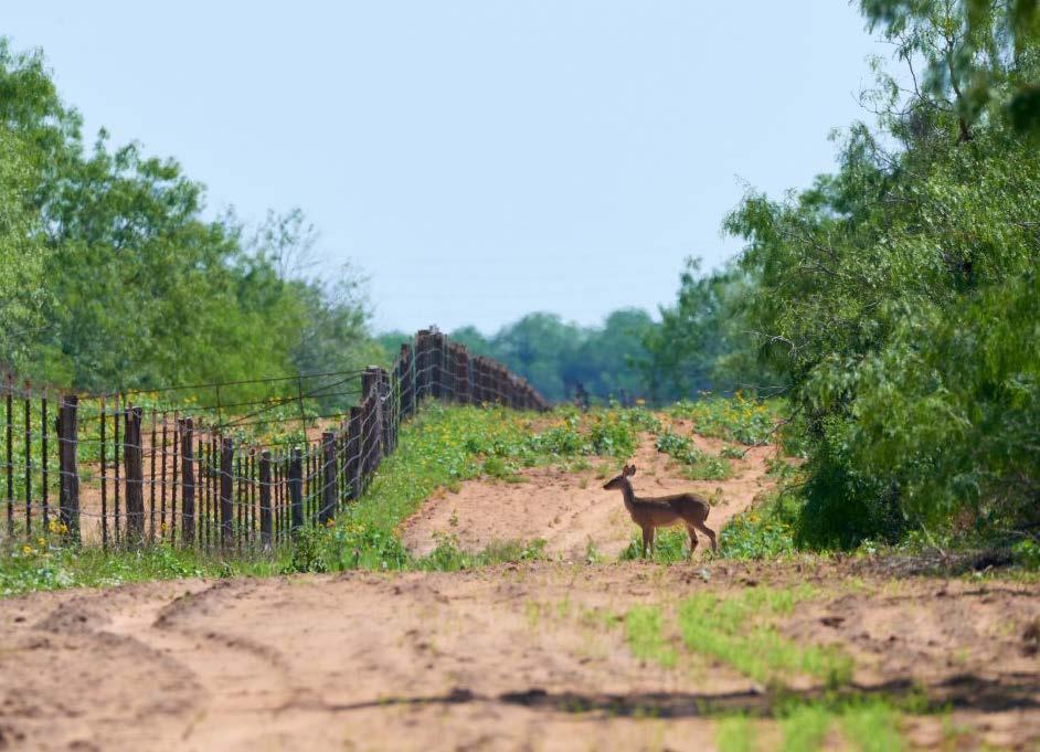 There is an 11 acre Deer Management Pen utilized on the ranch for breeding does with one or two of the best bucks on the ranch.