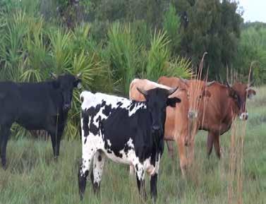 Cattle are by Corriente bulls and out of Corriente X Longhorn cows.