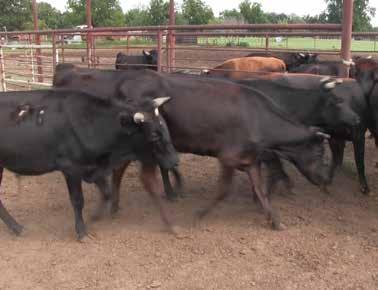 36 Ready to Rope Steers, 6 Head DOB: 18 months This set of corriente steers have been roped and have been used in low numbered ropings.
