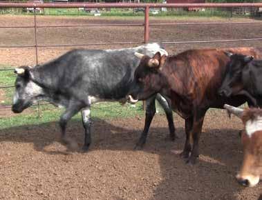38 Ready to Rope Bulls, 7 Head DOB: 16 months Sex: Bulls This set of black corriente bulls have been roped and have been used in low numbered ropings.