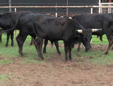 Seller: Billy Blue (817) 992-8761 or John C Brian (817) 975-1473 Location: Mineral Wells, TX 39 Ready to Rope Steers, 12 Head DOB: 18 months This set of corriente cross steers have been roped