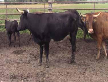 20 Breeding Bull Bull DOB: 10-12 months Sex: Bulls 1 head of roped 10-12 month old fertility tested virgin bulls. Bulls are out of Cates bred cows and by Cates bulls.