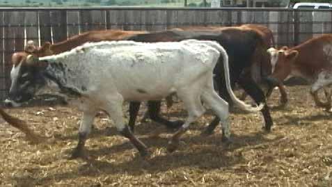 28 Cows, 6 Head DOB: 2-4 years old Sex: Cows A lot of 6 Longhorn cows selling exposed to a proven black Corriente bull. These females are easy handling and weigh approximately 750.