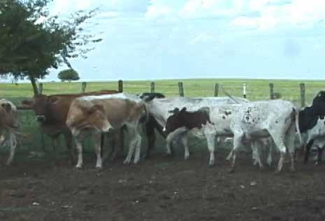 31 Cows, 20 Head DOB: 3-6 years old Sex: Cows 20 head of Corriente X Longhorn cows selling exposed to proven black Corriente