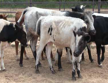 Seller: Blue Head Land & Cattle (406) 208-8908 or Palmer Simmons (863) 441-1336 Location: Lake Placid, Florida 4 Potentials Steers, 8 Head DOB: 10 months 8 head of fresh Corriente cross steers.