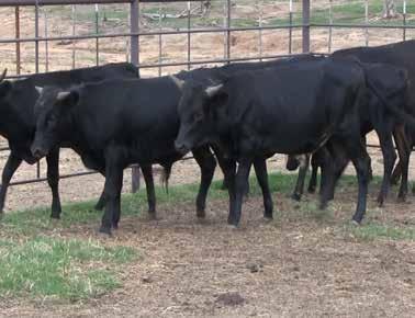 5 Ready to Rope Steers, 6 Head 6 head of fresh red Corriente steers. Robertson Hill Ranch started their Corriente program seven years ago.