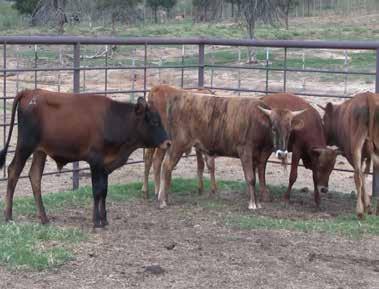All cattle have been vaccinated and are on a steady worming program.