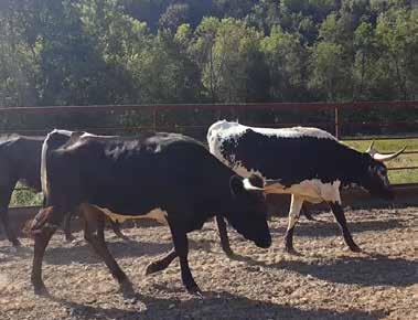 7 Ready to Rope Steers, 8 Head 7 head of fresh black and 1 red Corriente steers. Robertson Hill Ranch started their Corriente program seven years ago.