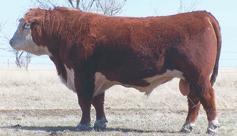ADV 786G 1ET Serving in our herd and in the Genex Stud. He out breeds himself. His progeny are topping production sales.