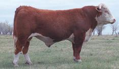 There are several Herd Bull prospects in the Offering. Semen is available at Genex. R 2 nd revolution 2767 L4 Born Apr.
