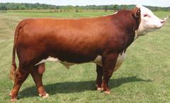 PATEND 2426 R MISS PATEND 421 R MISS ADVANCE 799 A home raised, 10 trait leader sire that has a wide