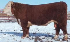 He has five sons working in our herd. SPARKS TREND 2007 P5 Born Mar.