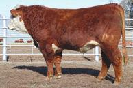He is currently being tested in the Hereford Sire Evaluation Program and in our program. Semen is available.