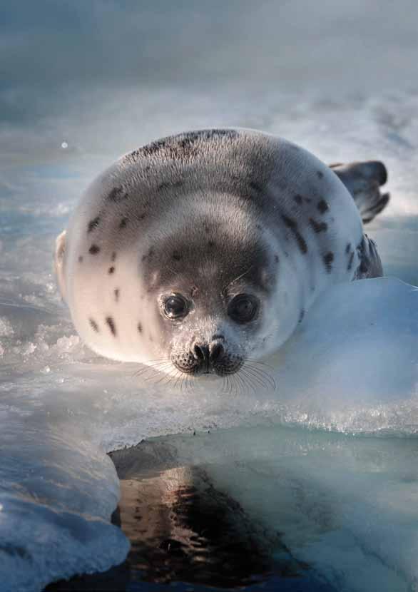 Defending Seals Senseless Slaughter Each year in Canada, tens of thousands of baby harp