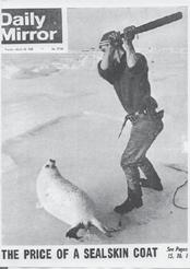 commercial seal hunt to ever be conducted humanely.