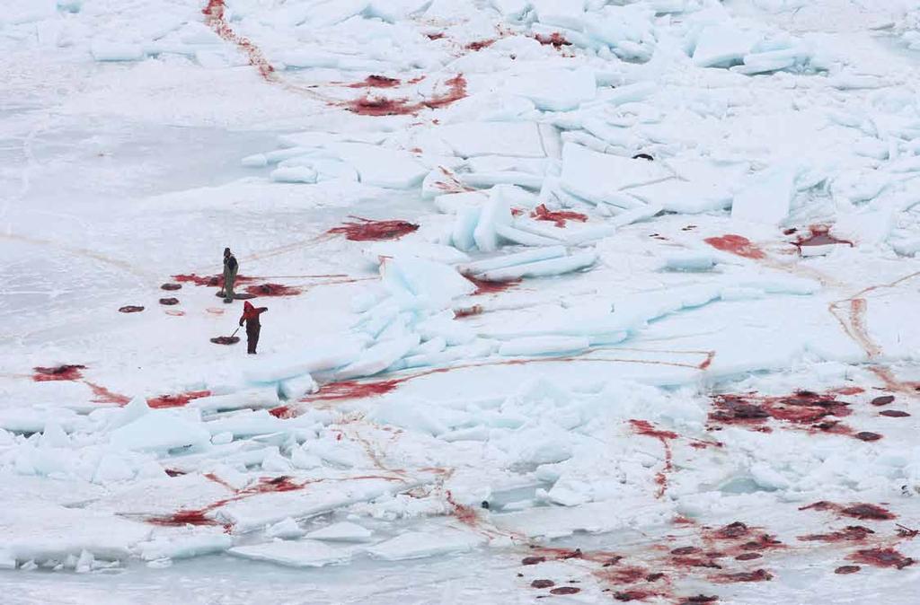 Standards for Humane Killing Impossible to Enforce IFAW travels to the ice each spring to document the cruelty and abuse that occurs.