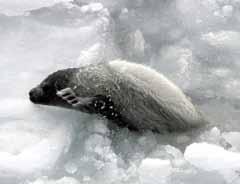 Shrinking Ice Nurseries A Devastating Year for Seals Harp seals require a stable ice platform on which to give birth and nurse their pups.