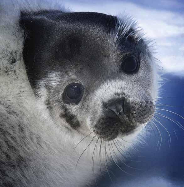 End the Seal Hunt Each year, tens of thousands baby harp seals are slaughtered for their pelts. Although IFAW has made progress to halt this inhumane practice, it s not over. You can help.