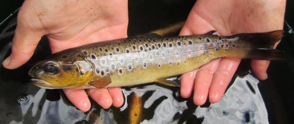 Common name Scientific name 2014 CPUE 2014 BPUE Brown trout Salmo trutta 0.222 (0.103) 10.615 (4.534) Eel Anguilla anguilla 0.133 (0.033) 17.331 (3.648) Fig.29 Mean (± S.E.) CPUE and BPUE for all fish species recorded on Lough Nambraddan.