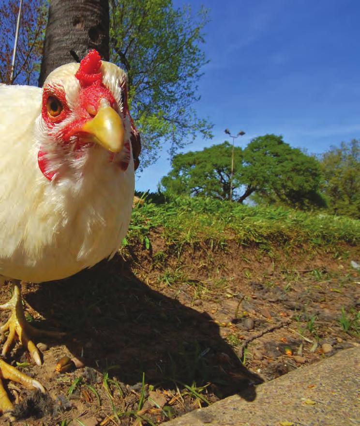 Animals & Us: Mindful about Animals in Factory Farms Later this year, the long-awaited