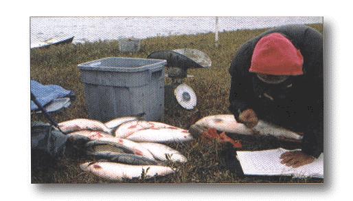 a commercial fishery at the Hornaday beginning in 1968 and continuing through 1986.