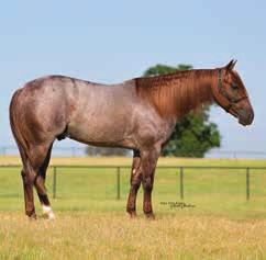 BOONS TO MOLLY 2012 RED ROAN MARE (MR BOONSMAL TO YOU x BOB ACRE MOLLY by BOB ACRE DOC) BUNNY LITTLE STEP 2016 SORREL STALLION (WIMPYS LITTLE STEP x SHES GOT ROSE FEVER by PLAYBOYS BUCK FEVER) Dam is