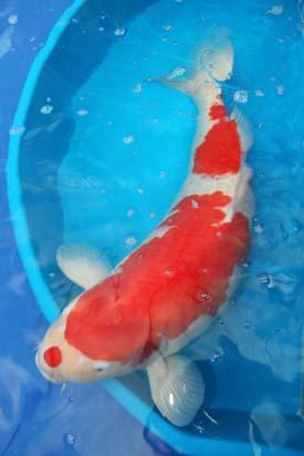 The Bencher then releases the Koi by tipping the bowl forward, below the surface of the water thus allowing the exhibit to swim free. This whole process is then repeated for every exhibit in the vat.