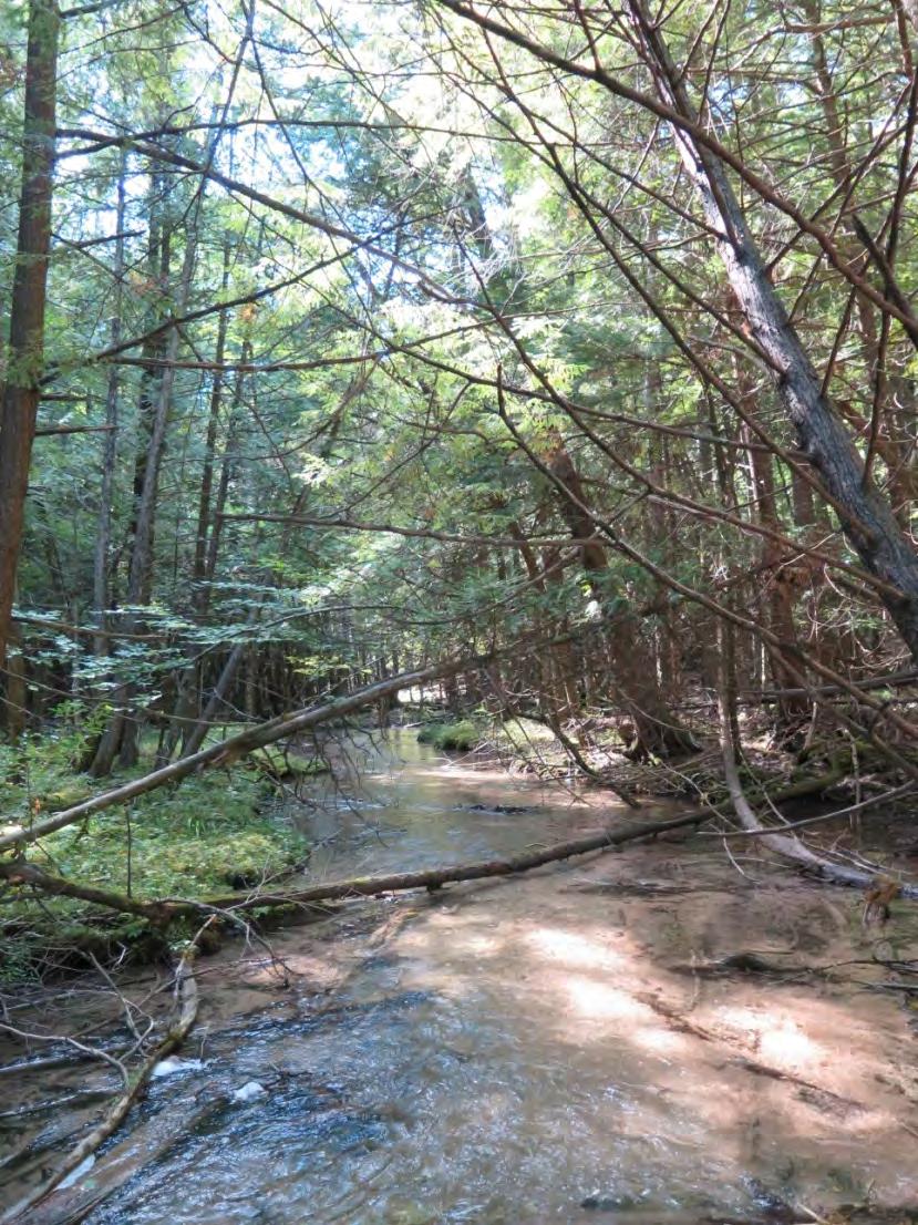 Rich, forested instream habitat and Woodcock