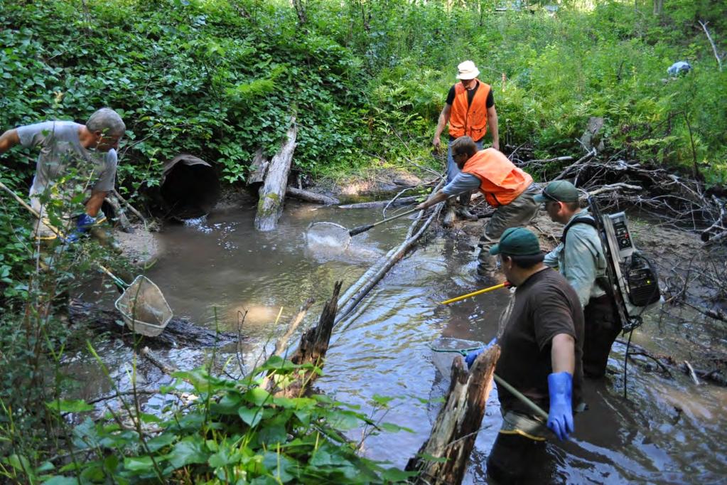 Site #B-33, Red Creek & Haze Road Two rounds of fish rescue efforts by Grand Traverse Band