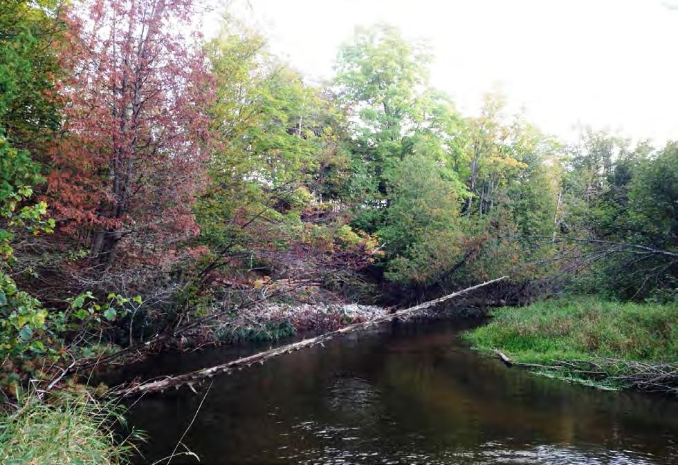 Site # Betsie River Instream Habitat & Bank Stabilization After, 225 of woody