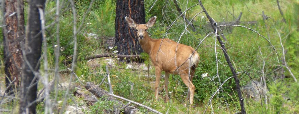 Mule deer in the Boundary Region: Proposed research and discussion Sophie