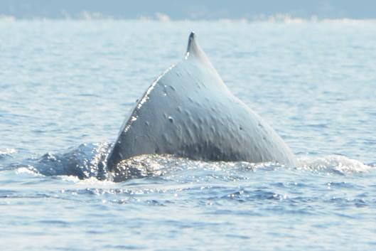 On roughly 80% of the 277 whales for which we photographically documented, we confirmed the presence of bumps.