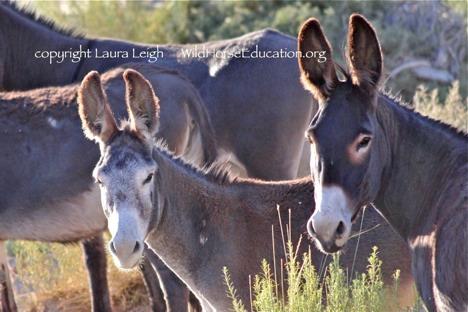 Proposed Action A helicopter gather has been proposed. The objective is to zero out the HMA to wild horses and reestablish a burro AML.