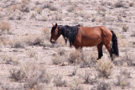 Current field observation Wild Horses observed less than 40. Body condition impact noted in greater than 25% of wild horses observed.