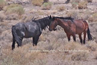 Proposed Actions Currently the field office is proposing a removal operation. AML for the area is 54 wild horses.