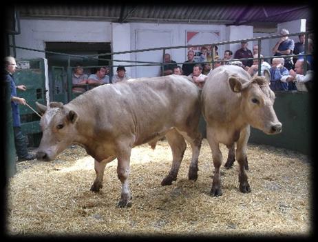 TB RESTRICTED SALES HOLSWORTHY LIVESTOCK MARKET & HALLWORTHY STOCKYARD SALE OF 621 CATTLE Comprising: Holsworthy 283 Store Cattle & 2 Cull Cows Hallworthy 335
