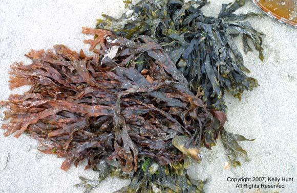 Some beaches naturally accumulate large amounts of seaweeds on the upper portions of the beach near the dunes.