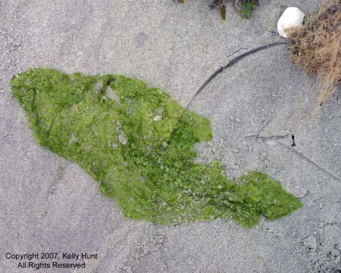 Common seaweeds in our area include sea lettuce, eel grass, and bladder wrack.