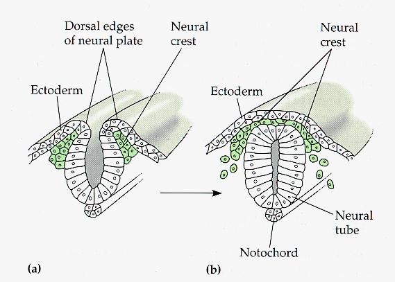 Neural Crest Tissue & Neurogenic Placodes Key