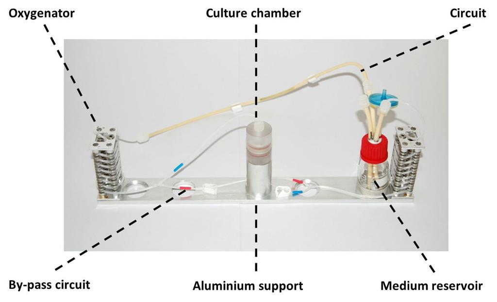 Single perfusion line: Each line presents a medium reservoir which ensures culture medium oxygenation through the presence of a hydrophobic filter and medium sampling thanks to a Luer lock septum.
