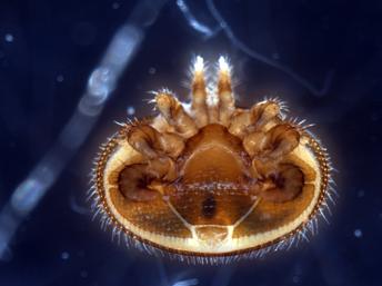 Varroa mites reduce overall colony vigor as well as transmit and enhance diseases, such as honey bee viruses.