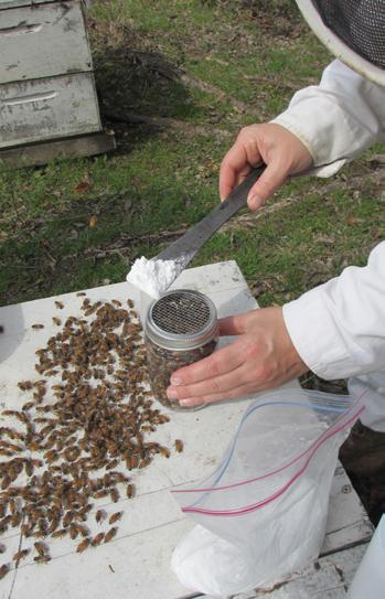 MONITORING VARROA MITE POPULATIONS Bee colonies can tolerate a low number of mites, but will decline or die as mite numbers rise.
