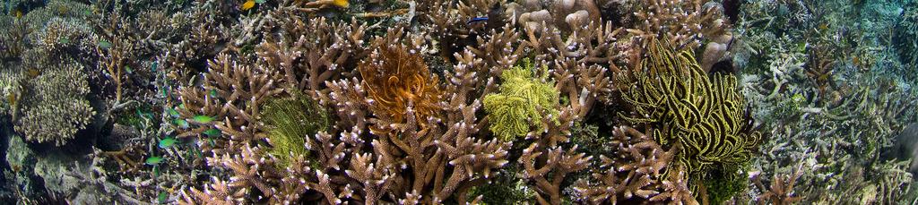 Often ecosystems are intertwined, corals and