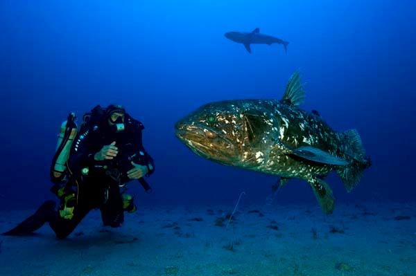 The coelacanth can measure up to six feet and weigh over 200 lbs.